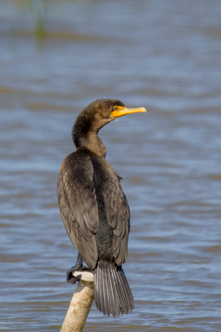 East Shoal Lake, Double Crested Cormorant