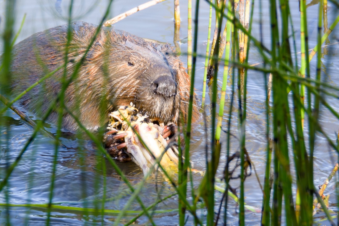 Either Ed or Willem Beaver, having a snack