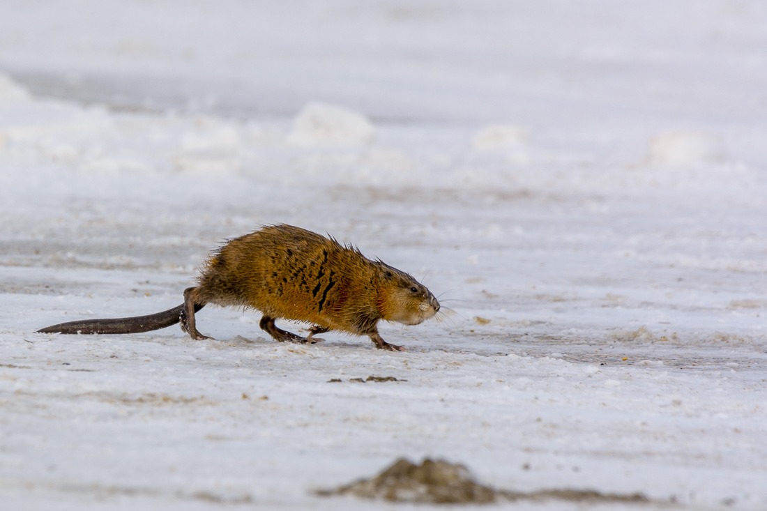 Muskrat outside of his home