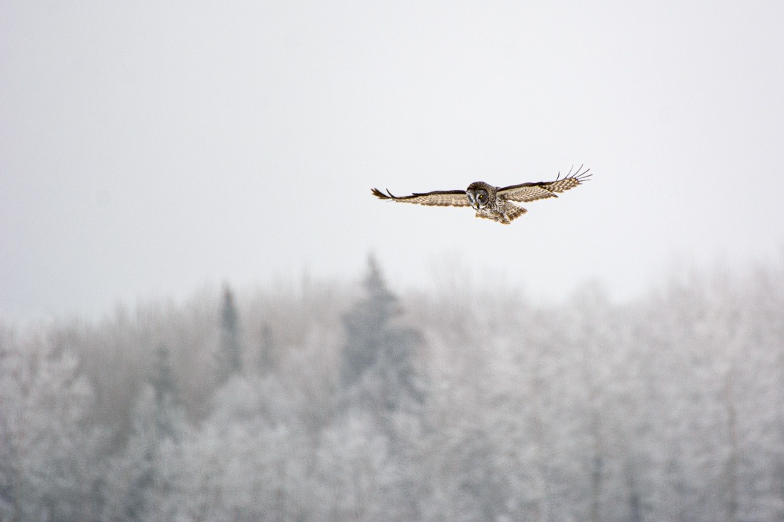 Great Grey Owl