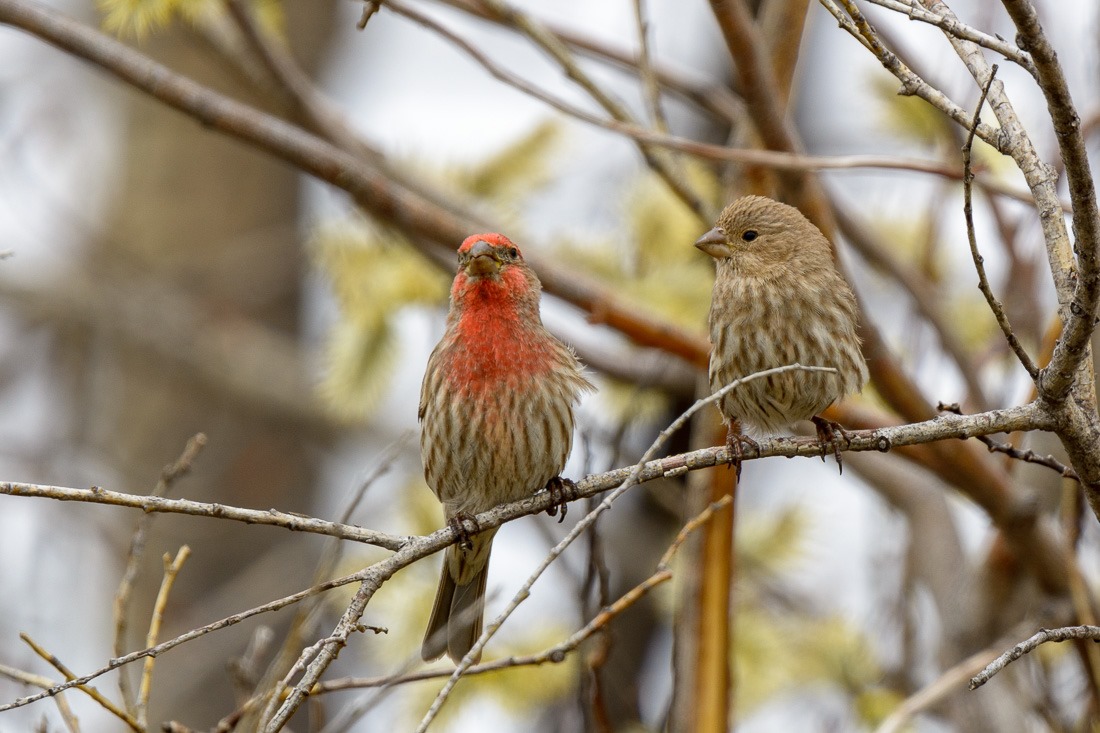 Mr and Mrs House Finch