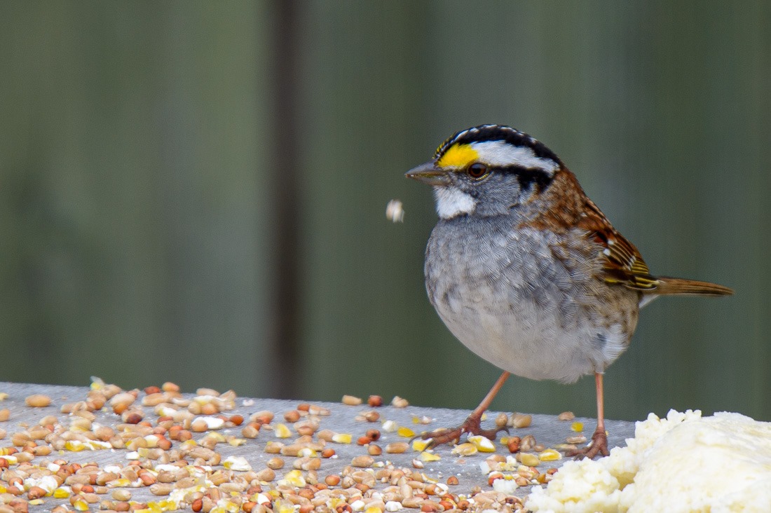  White Throated Sparrow 