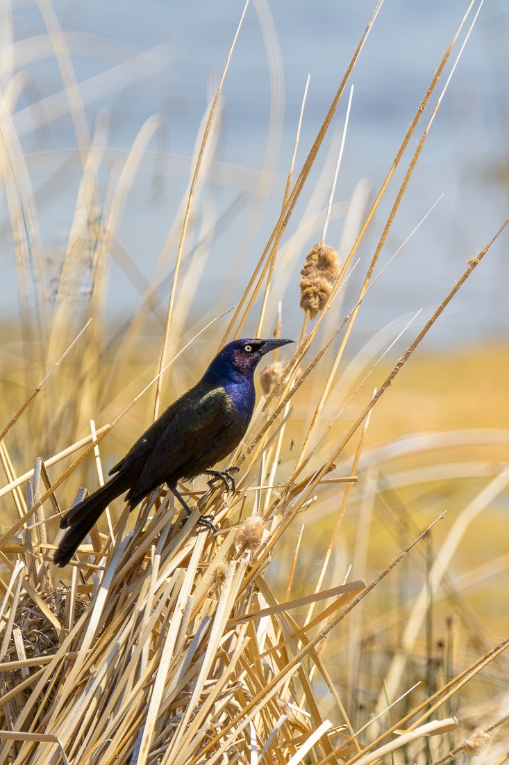 Common Grackle