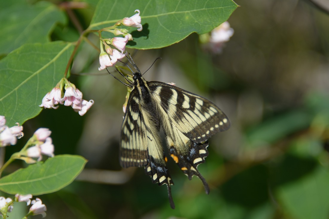 Canadian Tiger Swallowtail 