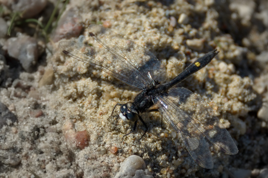 Dot-tailed Whiteface dragonfly