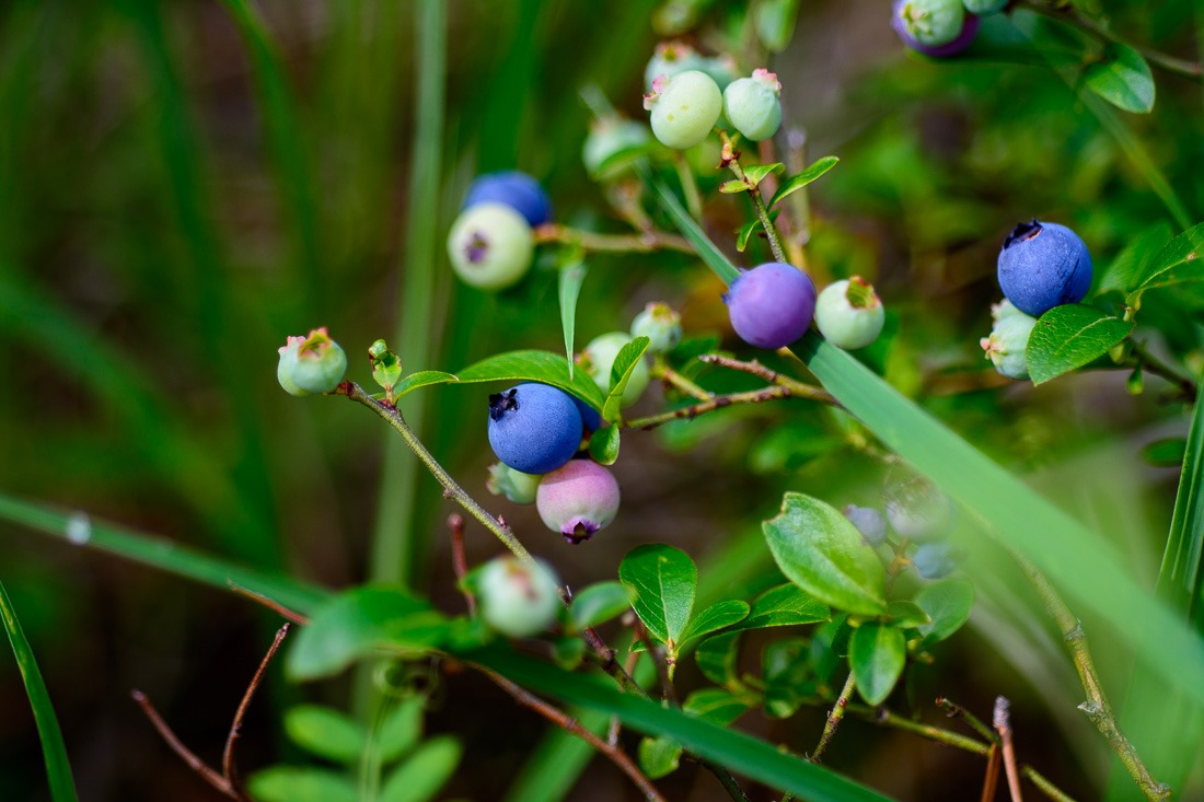  Lowbush Blueberry