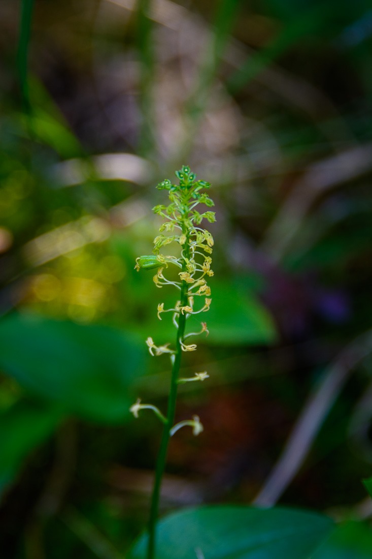 Green Adder’s Mouth 