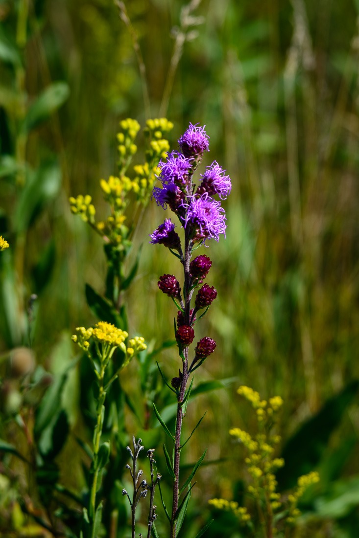 Meadow Blazing Star