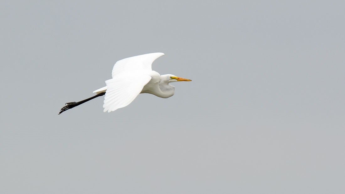 Great Egret