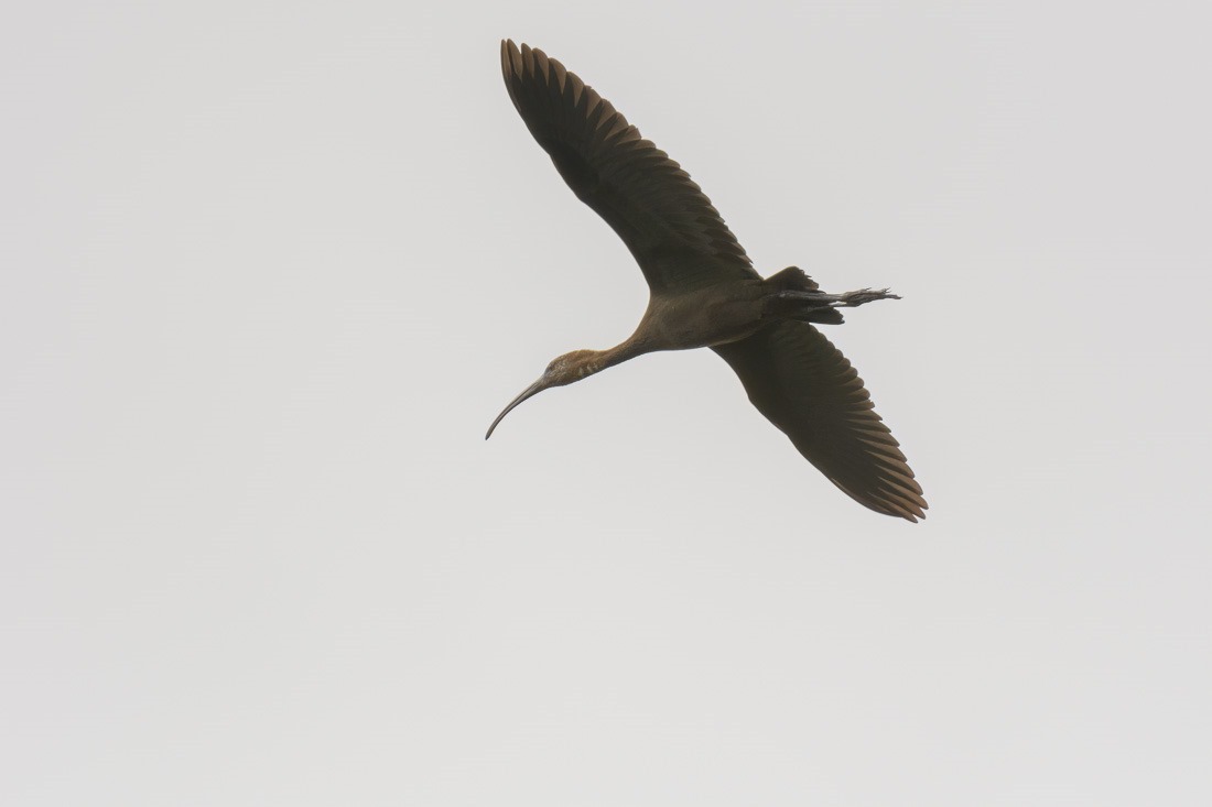 White-faced Ibis 