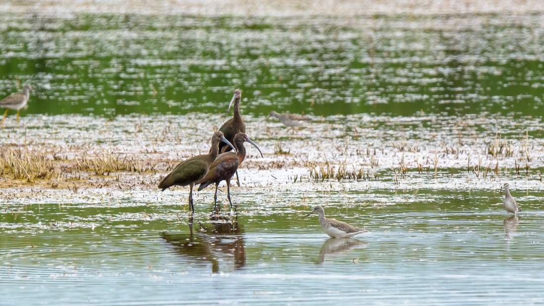 White-faced Ibis 