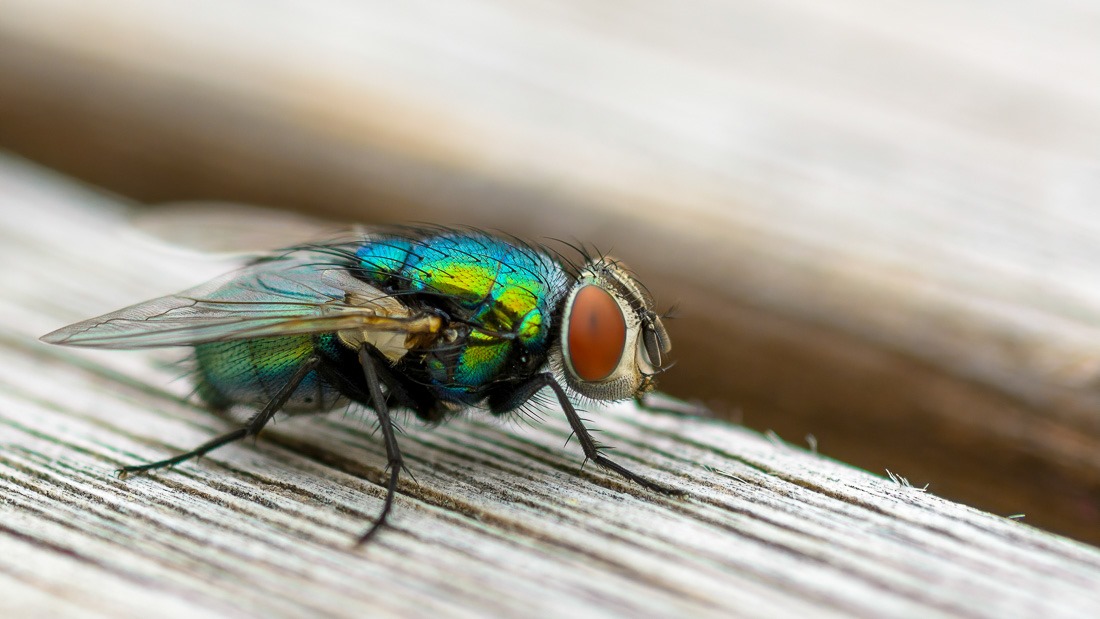 Green Bottle Fly