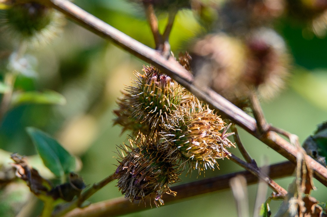 Burrs, waiting to hitch a ride