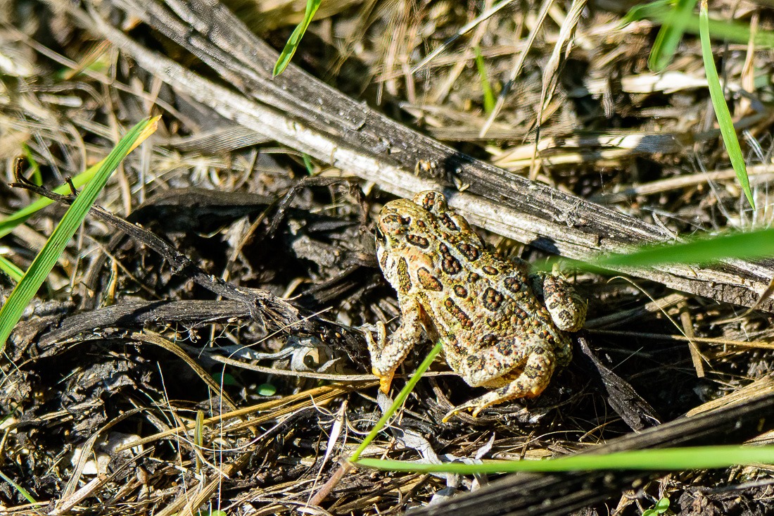 Canadian Toad