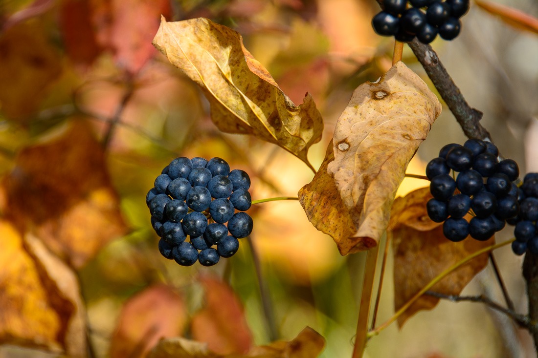 Smooth Carrion flower berries