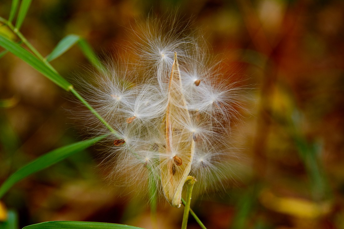 Milkweed Seed pod