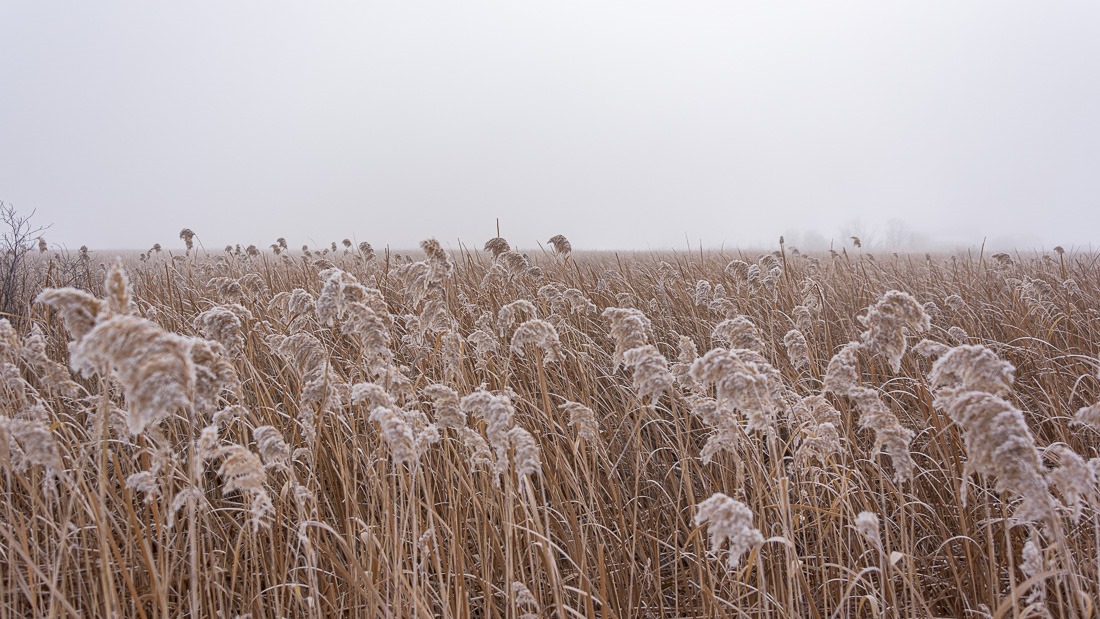 Frosted reeds