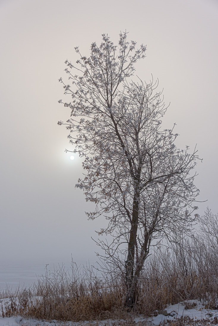 A bleak sun through a tree