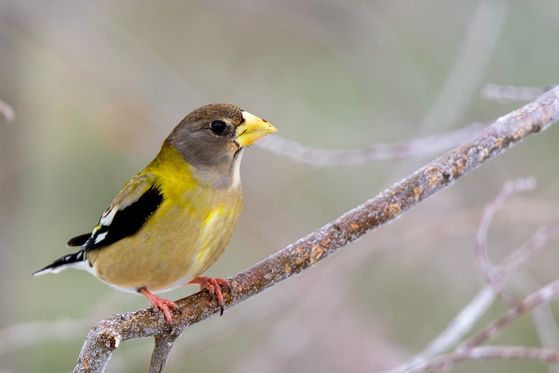 Evening Grosbeak