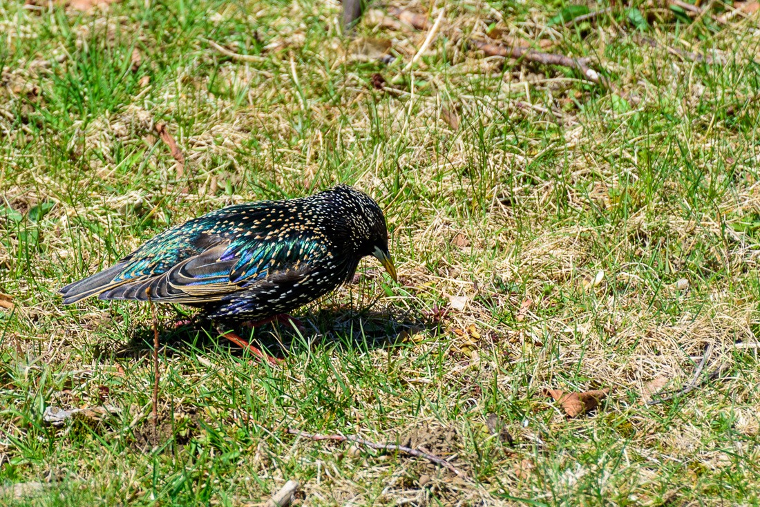 European Starling