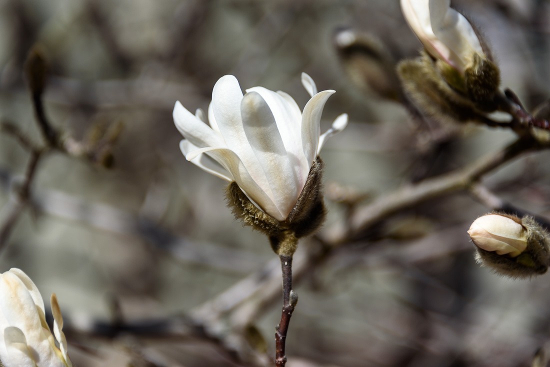 Young Magnolia