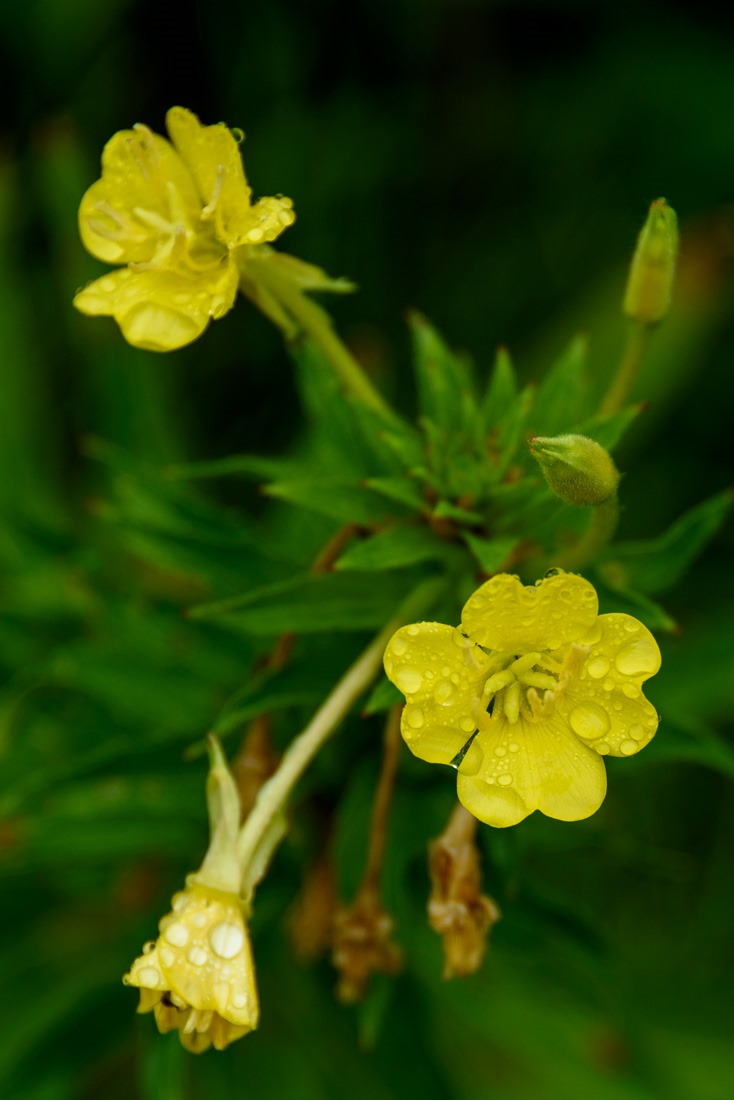 Northern Evening Primrose