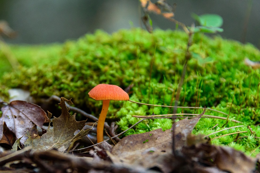 Scarlet Waxy Cap 