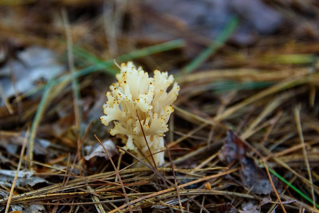 Yellow-Tipped Coral Fungus 