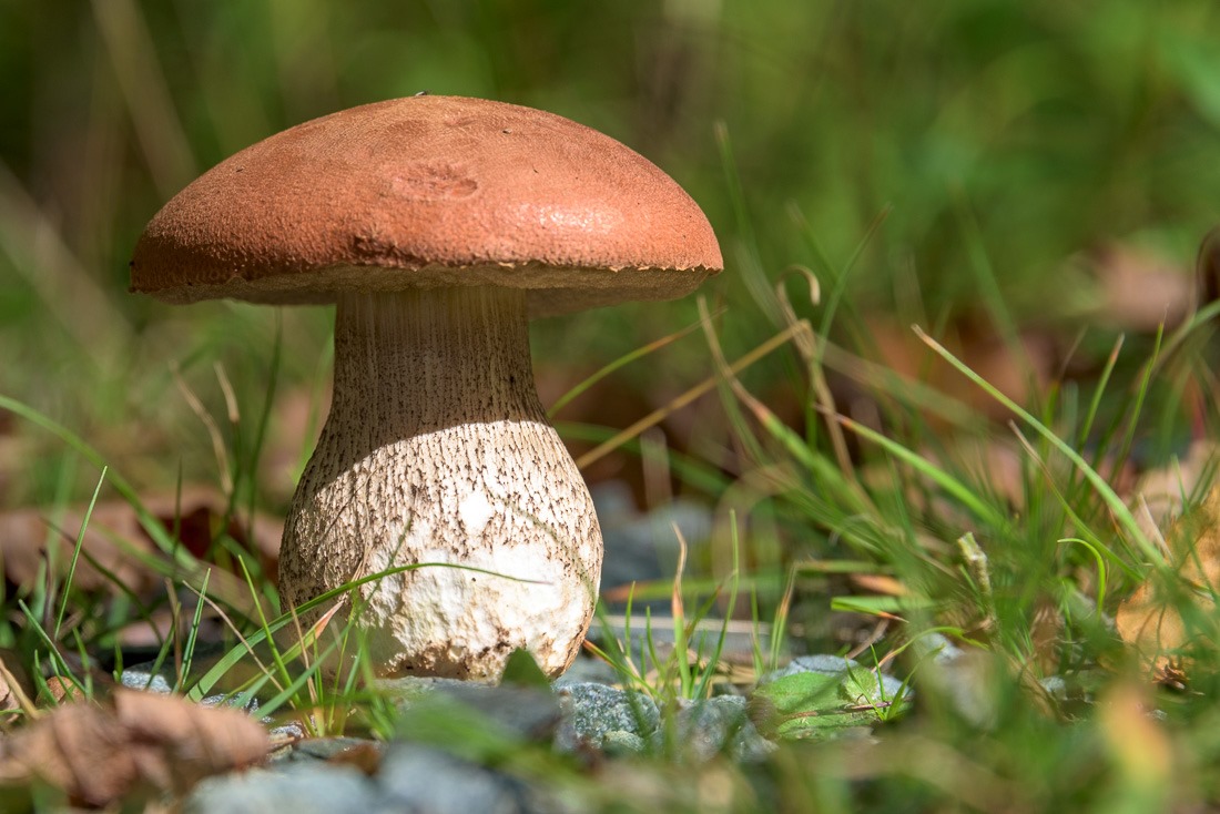 Red Capped Scaber Stalk 