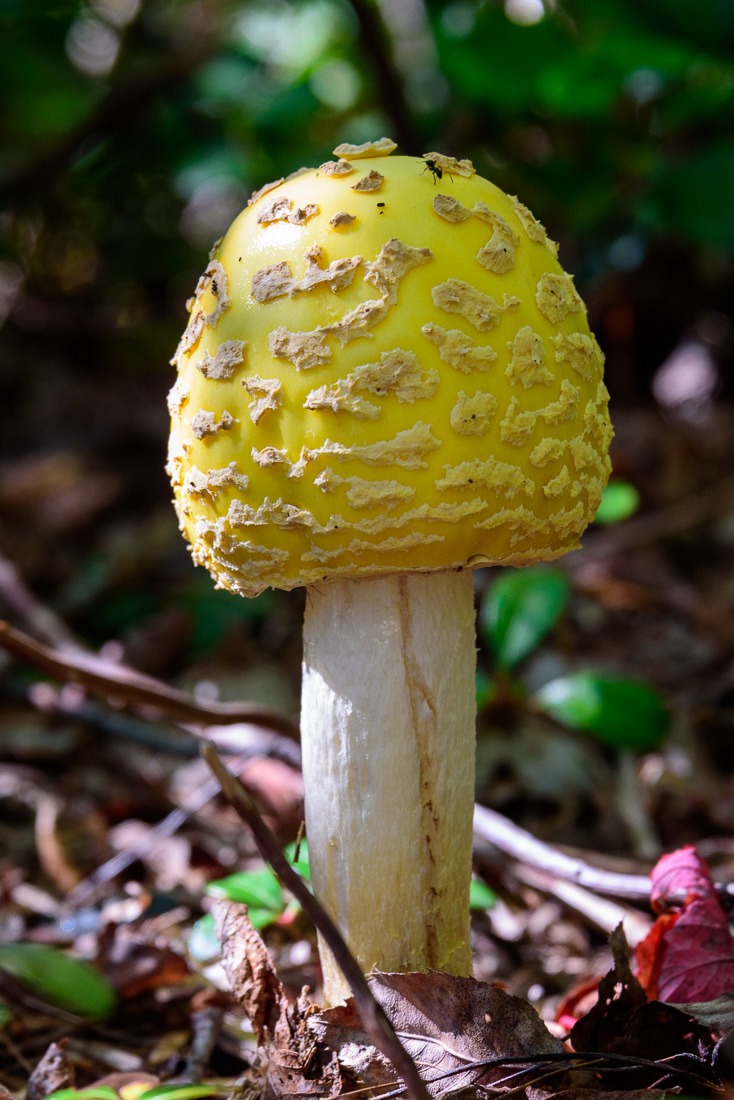 American Yellow Fly Agaric 