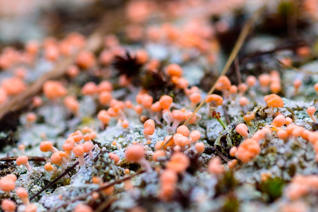 Pink Earth Lichen