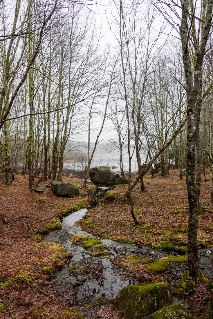 Wetlands