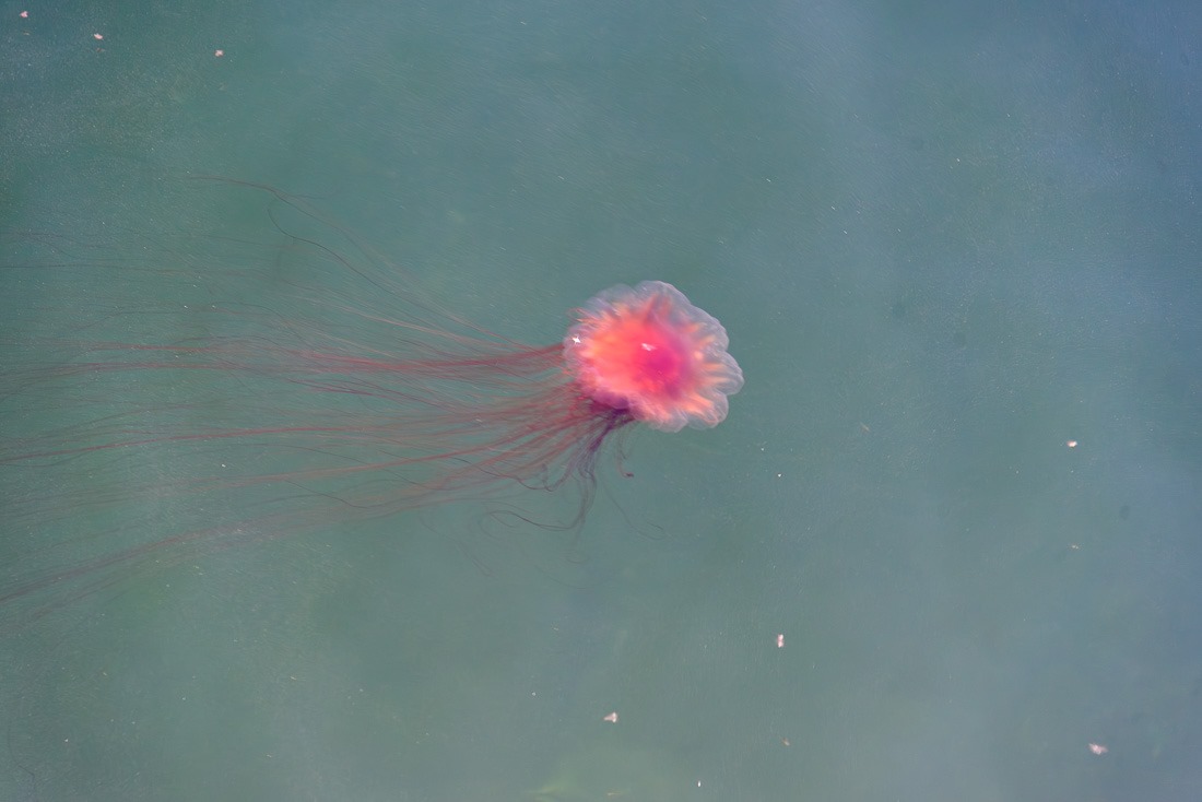 Lion’s Mane Jellyfish 