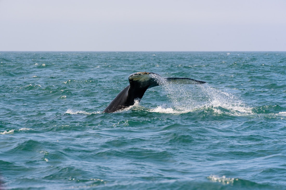 Humpback Male “Parens”