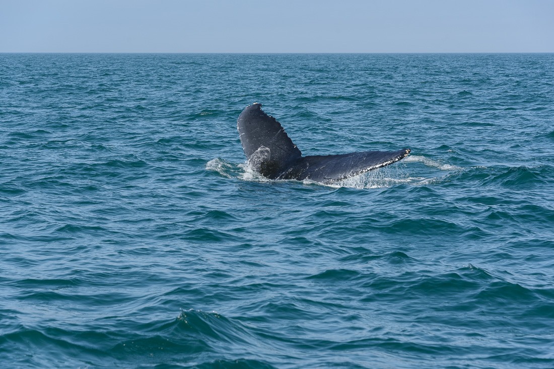 Last whale tail of the day