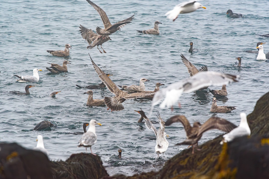 Gulls and Cormorants