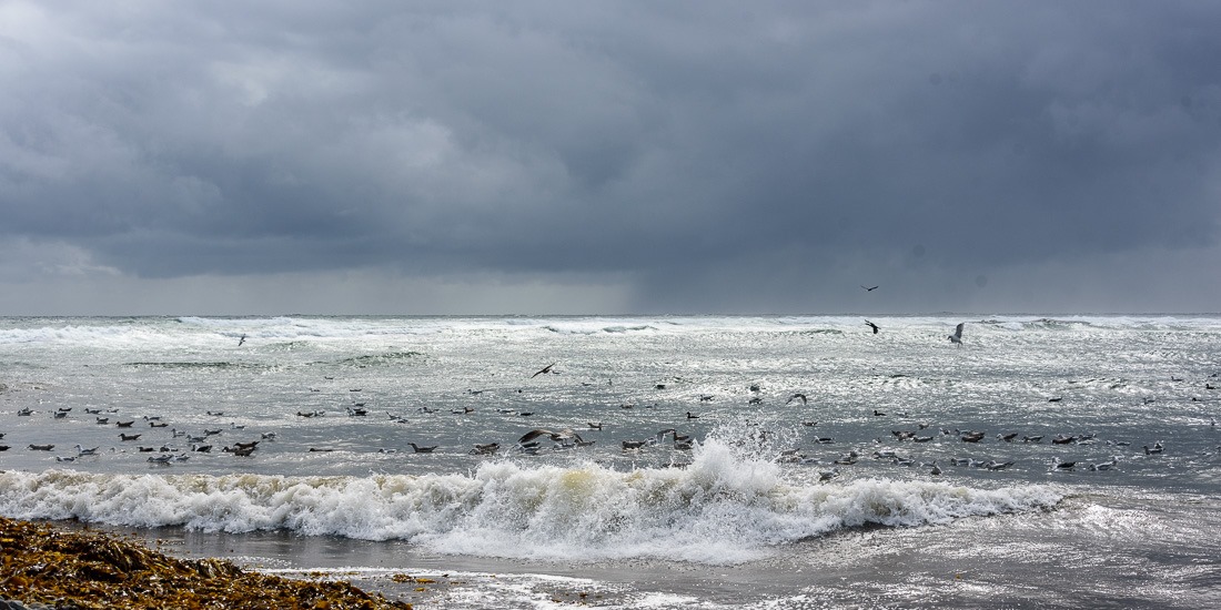 Gulls