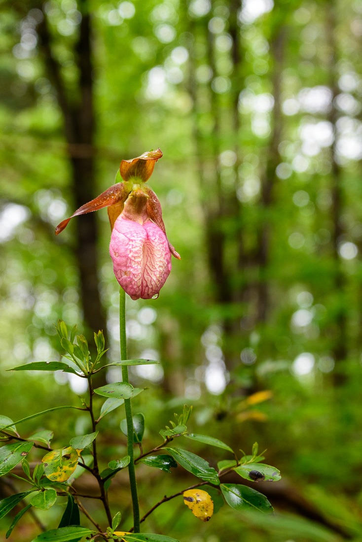 Pink Lady’s Slipper orchid
