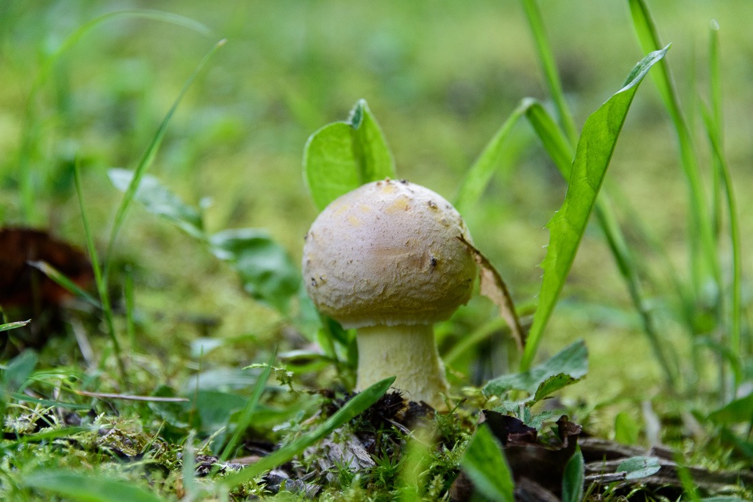 Young mushroom