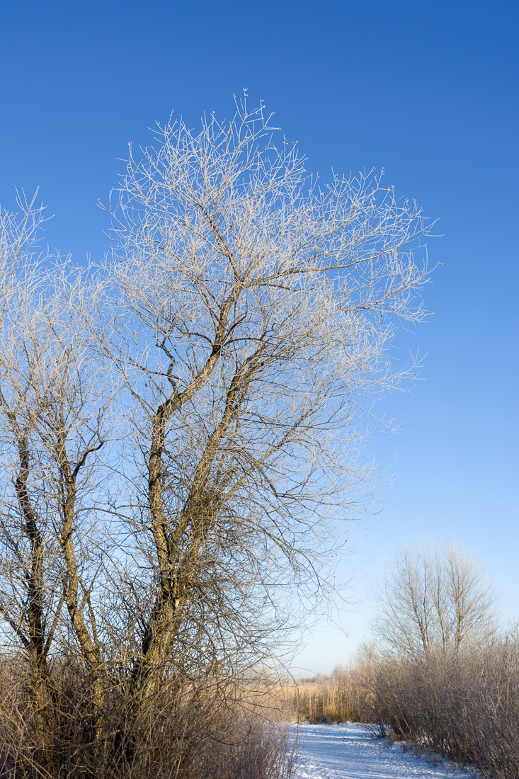 City park tree