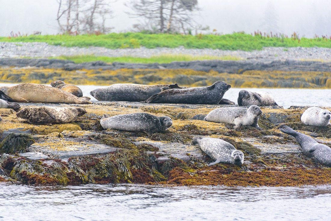 Seals on their rock