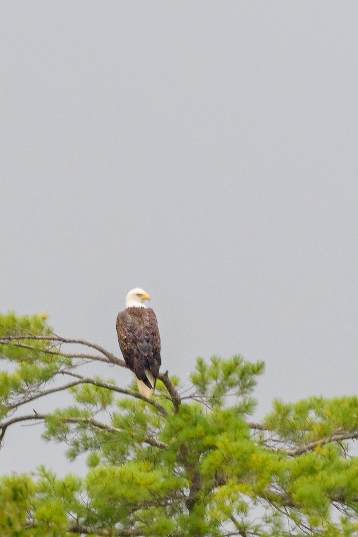 Hey, Baldy!