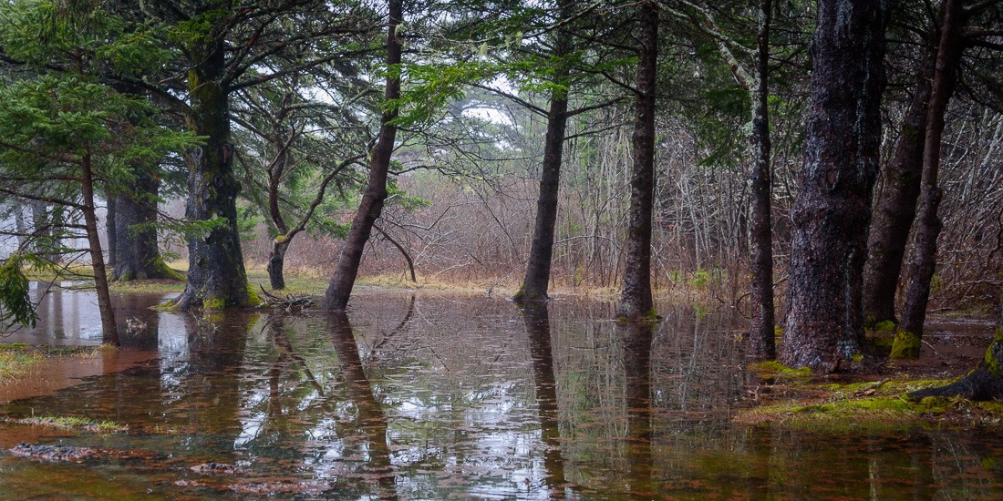 Beach Meadows Beach mangrove