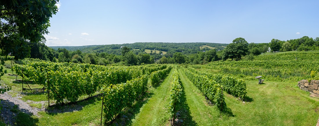 Panoramic view of the vineyard