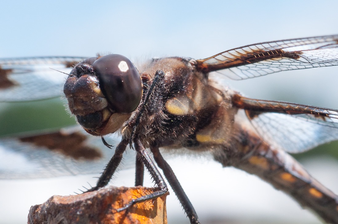 Dragonfly, Twelve Spotted Skimmer