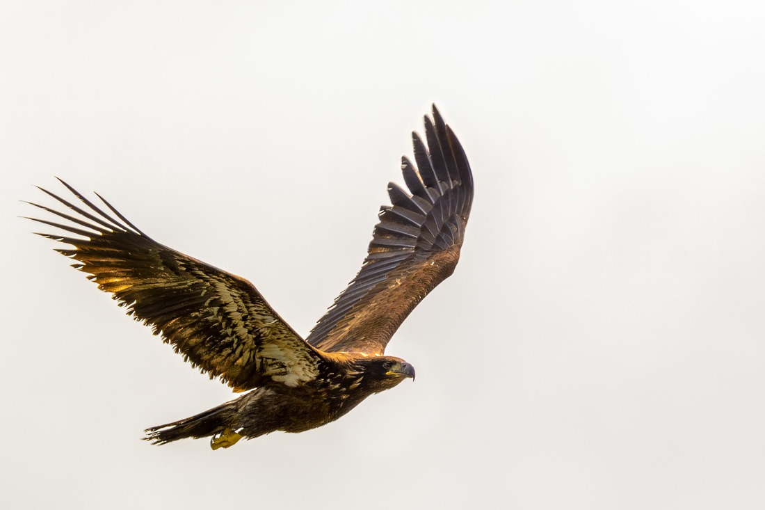 Juvenile Bald Eagle