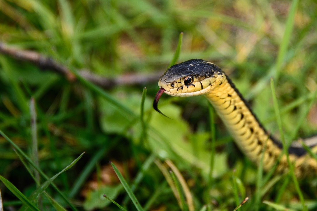 Red-Sided Garter Snake