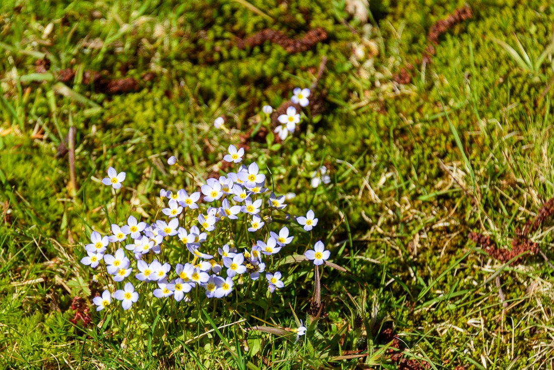 Azure Bleuets