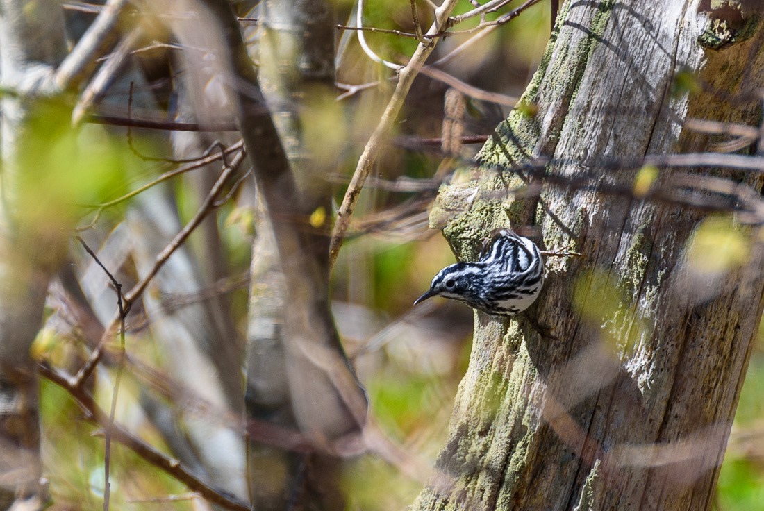 Black and White Warbler 