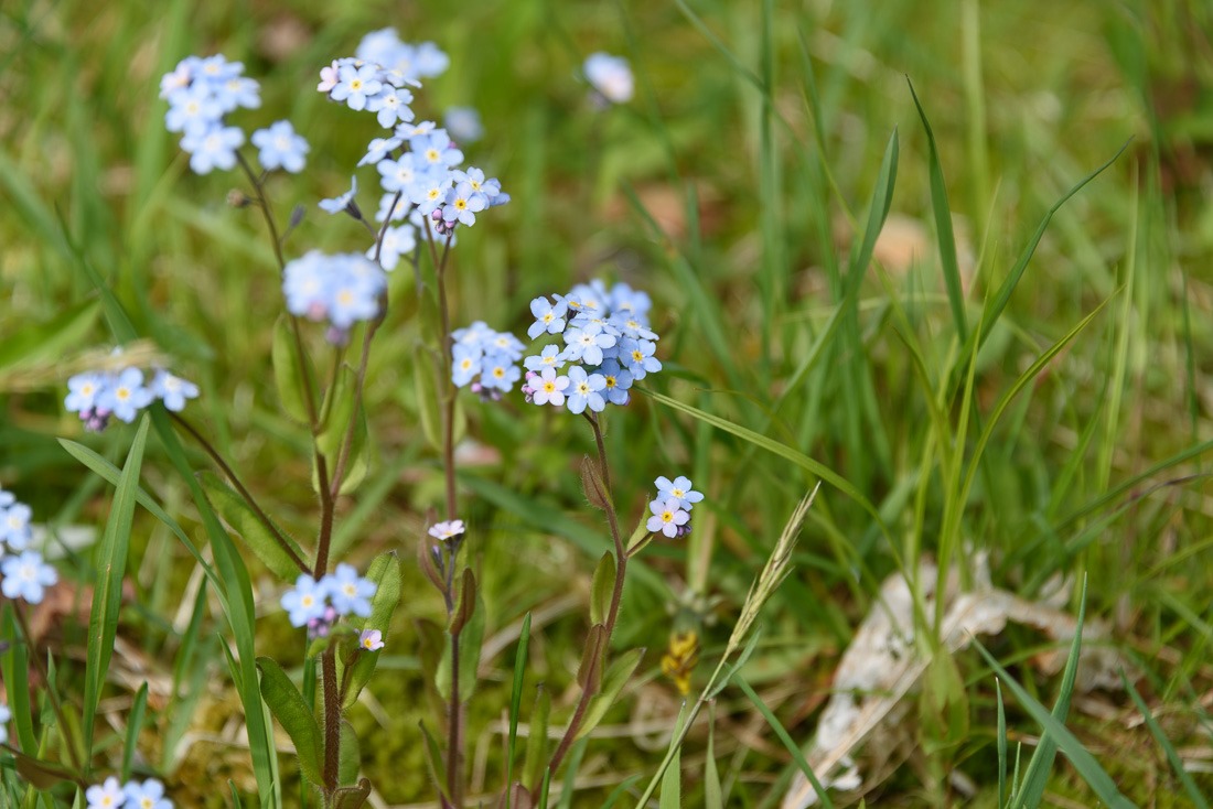 Forget-me-nots 